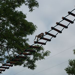 black howler (Alouatta caraya)