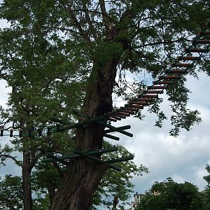 black howler (Alouatta caraya)