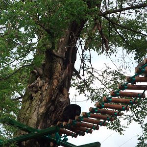 black howler (Alouatta caraya)