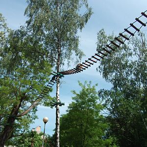 black howler (Alouatta caraya)