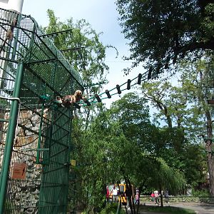 black howler (Alouatta caraya)
