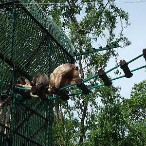 black howler (Alouatta caraya)