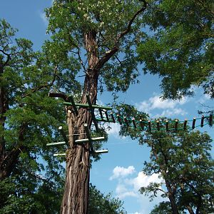 black howler (Alouatta caraya)