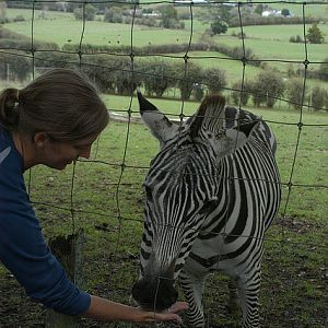 Aucklands new male Carlo
