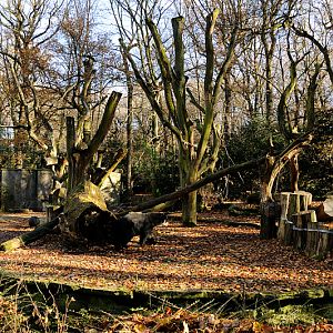 Andean bear enclosure at Dortmund