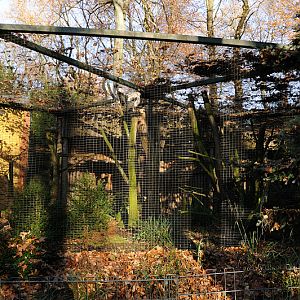 King vulture aviary at Dortmund