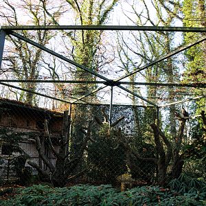 Golden eagle aviary at Dortmund