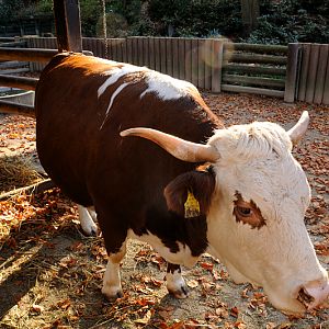 Hinterwald cattle at Dortmund.