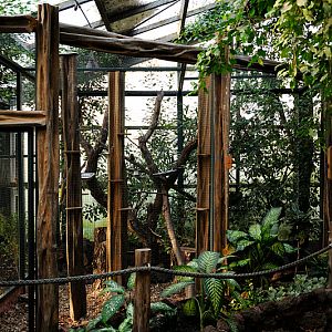 Pygmy marmoset aviary inside Amazon house at Dortmund