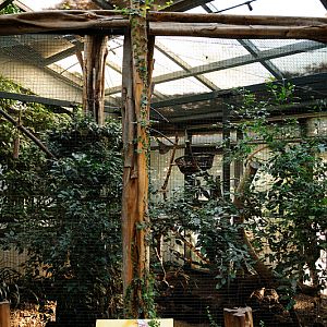 Emperor tamarin aviary inside Amazon house at Dortmund