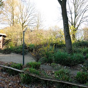 Bat-eared fox enclosure at Dortmund