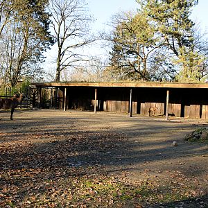 Roan antelope enclosure at Dortmund
