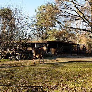 Roan antelope enclosure at Dortmund