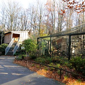 Clouded leopard complex at Dortmund
