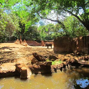 African Savanna - Black Rhinoceros Exhibit
