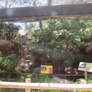 African Savanna - Aviary