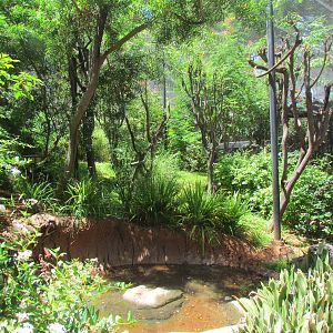 African Savanna - Walkthrough Aviary