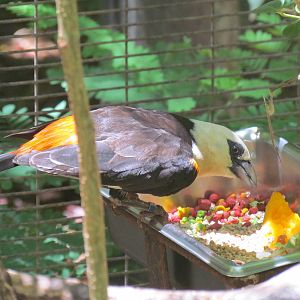 African Savanna - White-headed Buffalo Weaver