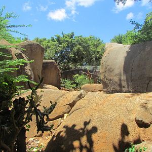 African Savanna - Hamadryas Baboon Exhibit