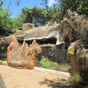 African Savanna - Spurred Tortoise Exhibit