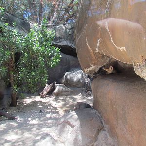 African Savanna - Fennec Fox Exhibit