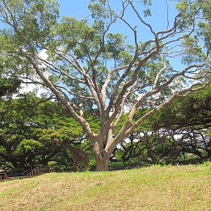 African Savanna - Ostrich Exhibit