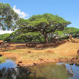 African Savanna - Zebra and Giraffe Exhibit