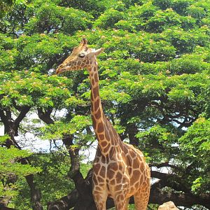 African Savanna - Reticulated Giraffe