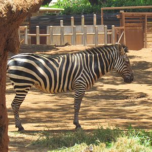 African Savanna - Plains Zebra