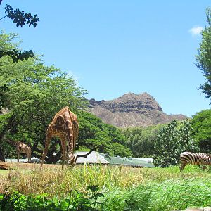 African Savanna - Reticulated Giraffe