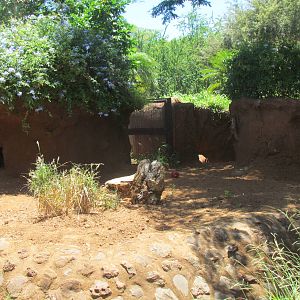 African Savanna - Aardvark Exhibit