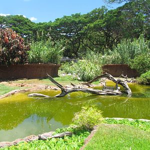 African Savanna - Lesser Flamingo Exhibit