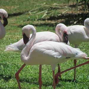 African Savanna - Lesser Flamingo