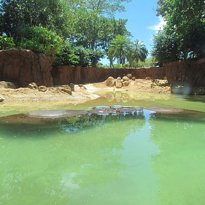 African Savanna - River Hippopotamus Exhibit