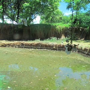 African Savanna - Nile Crocodile Exhibit