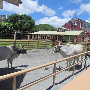Keiki Zoo - Zebu Cattle