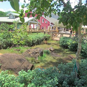 Keiki Zoo - Radiated Tortoise Exhibit