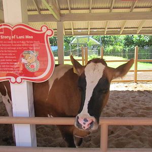 Keiki Zoo - Lani Moo