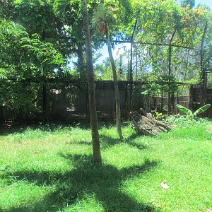 Sumatran Tiger Exhibit