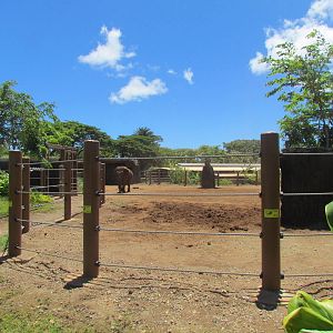 Asian Elephant Exhibit
