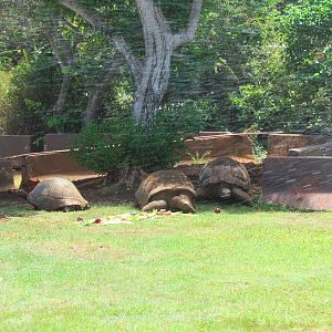 Aldabra Tortoise Exhibit