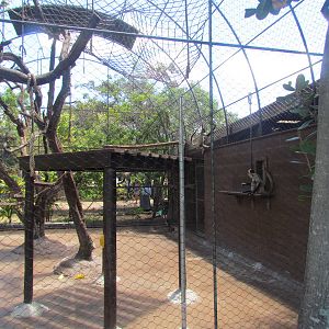Black-handed Spider Monkey Exhibit