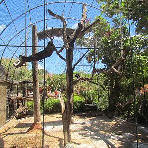 Francois' Langur Exhibit