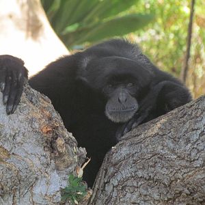 Siamang