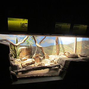 Reptile House - Spiny-tailed Agama, Pancake Tortoise