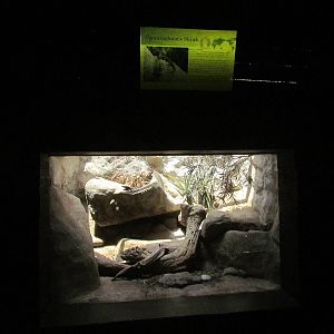 Reptile House - Cunningham's Skink