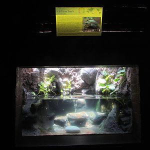Reptile House - Fly River Turtle