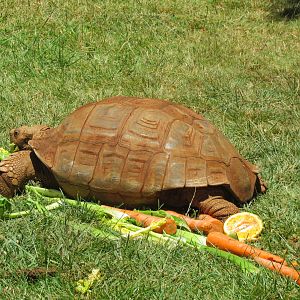 African Spurred Tortoise