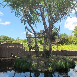 White-handed Gibbon Island