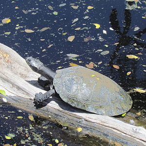 Primate Moats - Turtle